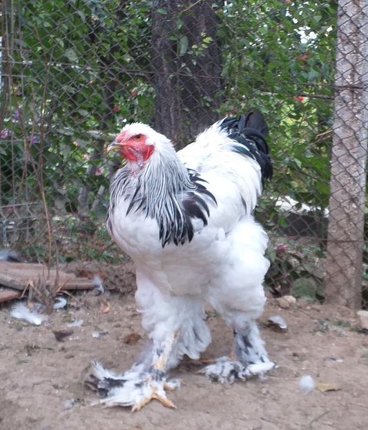  - VIITOR SPERANTE 2021