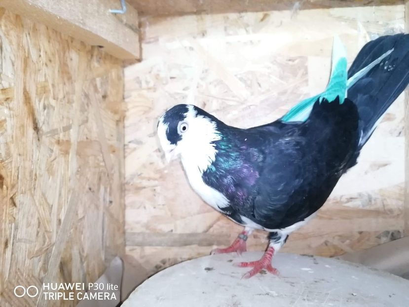 received_1668304340040390 - porumbei care mi-au apartinut