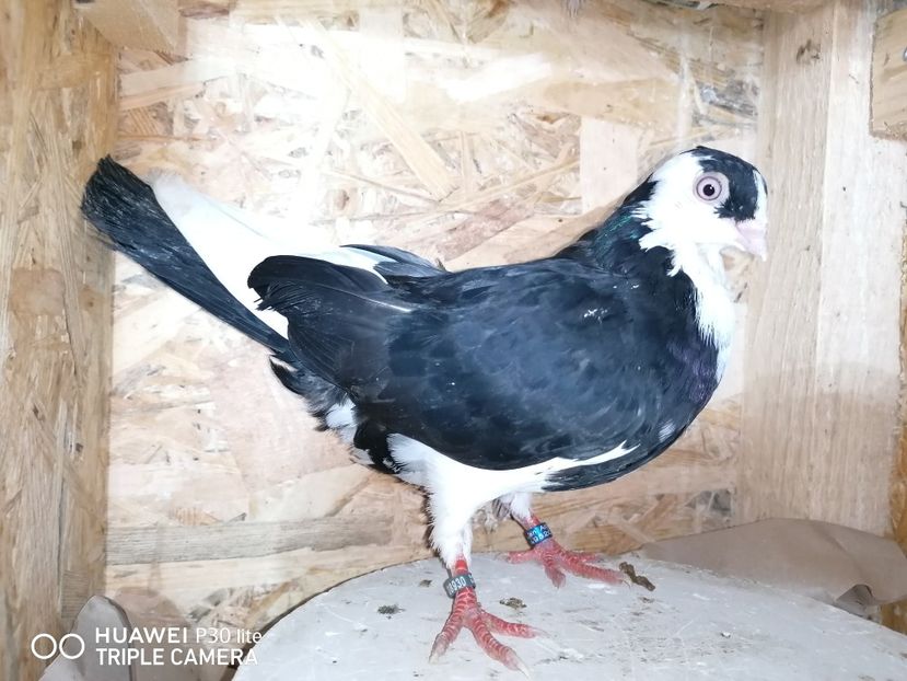  - porumbei care mi-au apartinut