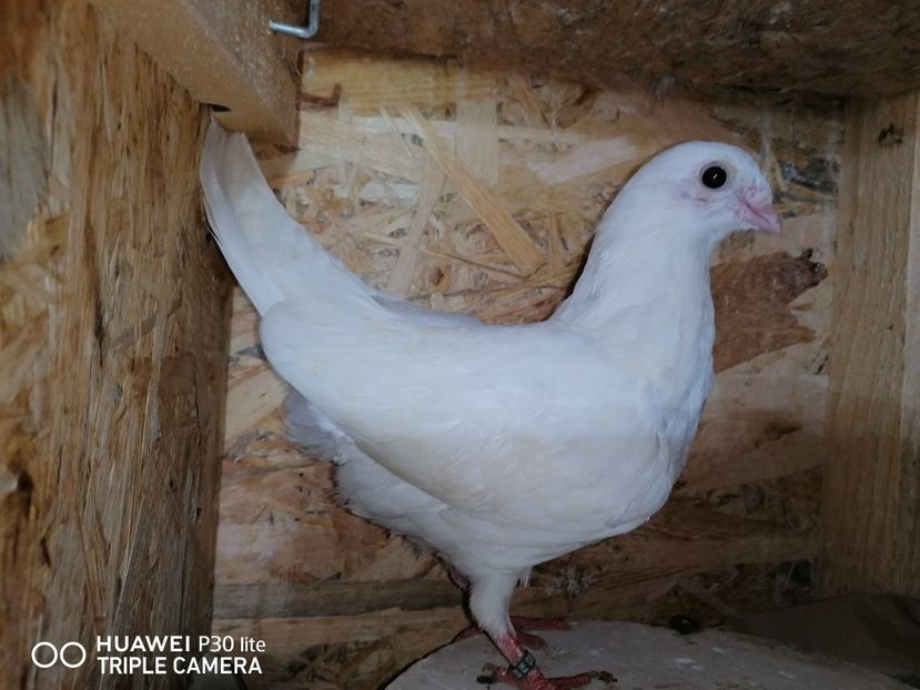  - porumbei care mi-au apartinut