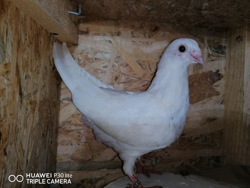  - porumbei care mi-au apartinut