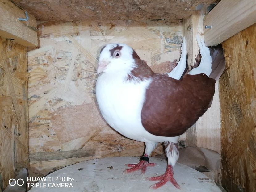  - porumbei care mi-au apartinut