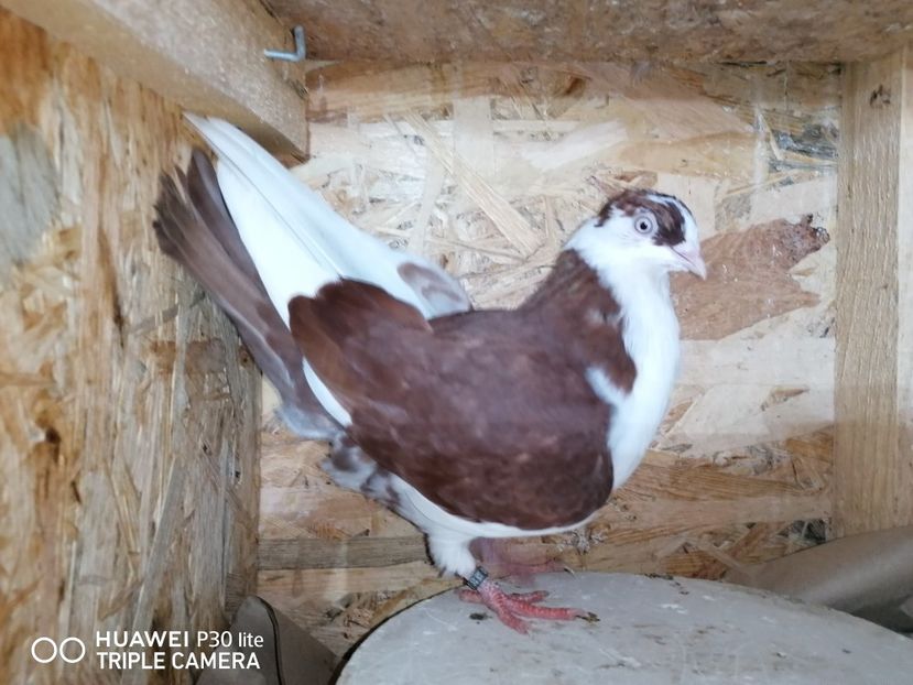  - porumbei care mi-au apartinut