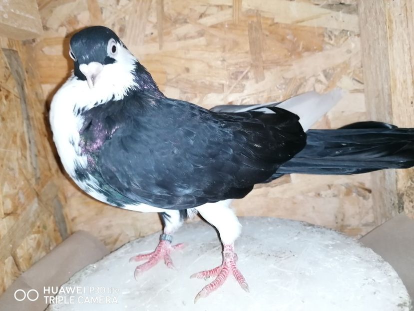  - porumbei care mi-au apartinut