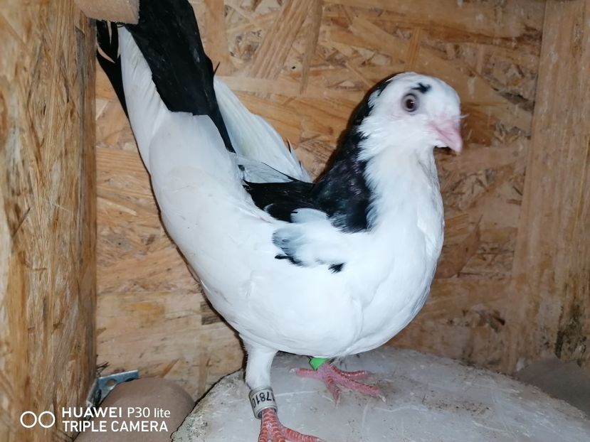  - porumbei care mi-au apartinut