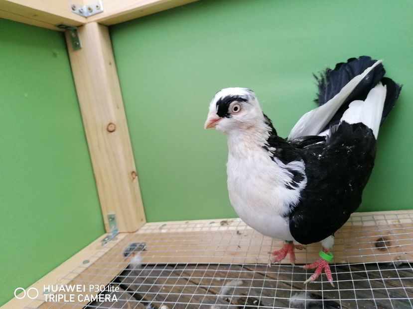  - porumbei care mi-au apartinut