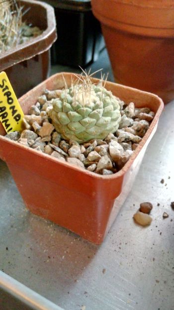 S. disciformis subs. jarmilae PP185 of Jalpan - Strombocactus