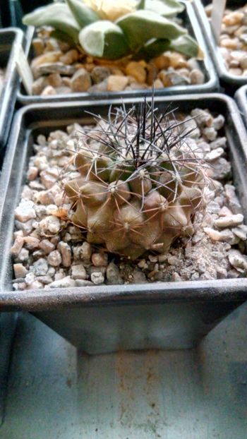 C. coquimbana var. pendulina - -coquimbana