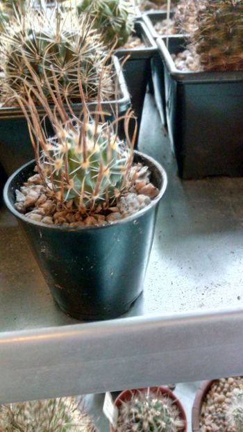 T. papyracantha FH080 - Toumeya--Sclerocactus