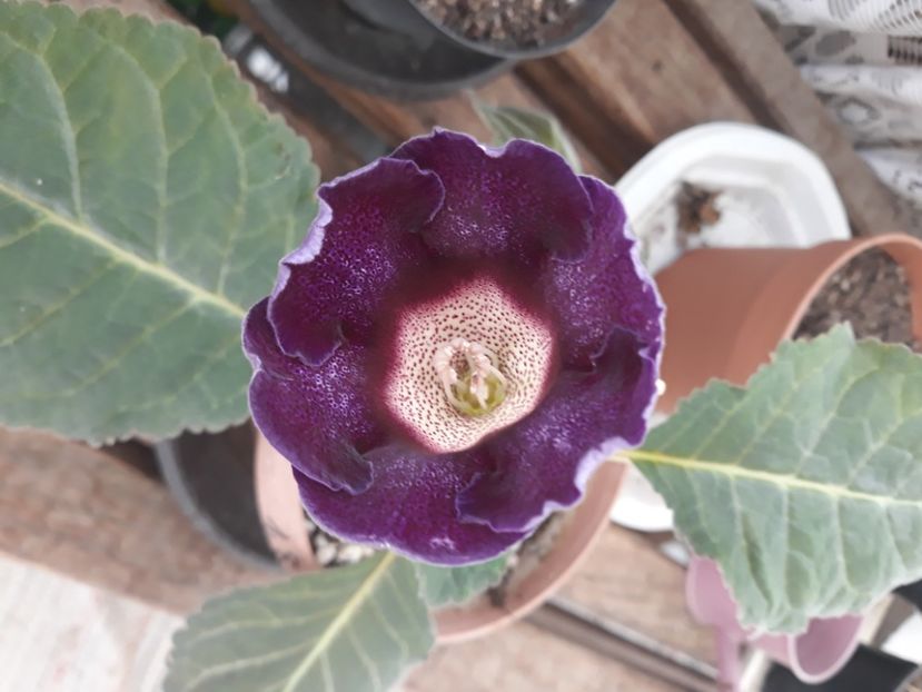  - Gloxinia 2020
