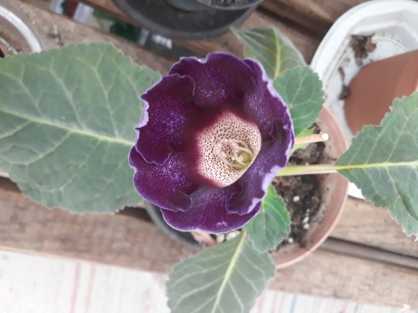  - Gloxinia 2020