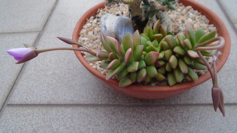 Anacampseros rufescens - Suculente 2020