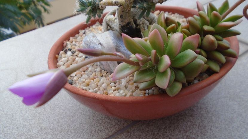 Anacampseros rufescens - Suculente 2020