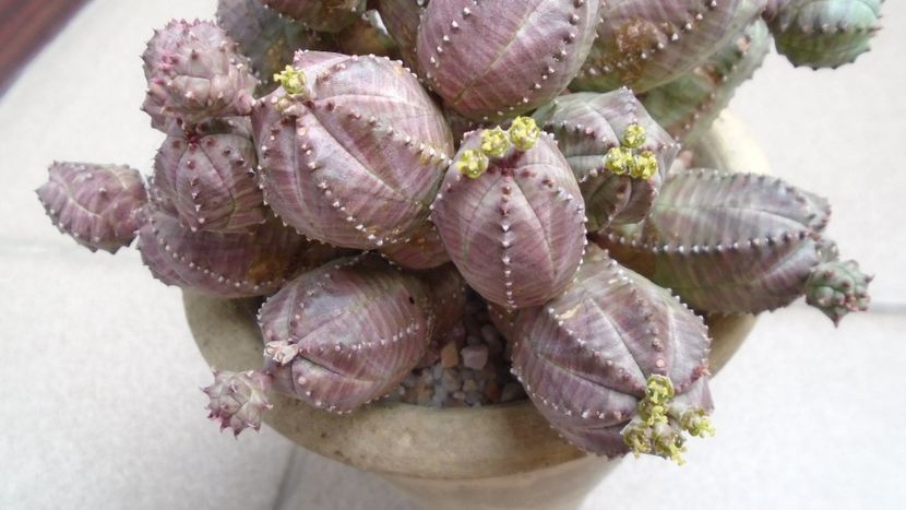 Euphorbia daisymontana (obesa x tubiglans) - Suculente 2020
