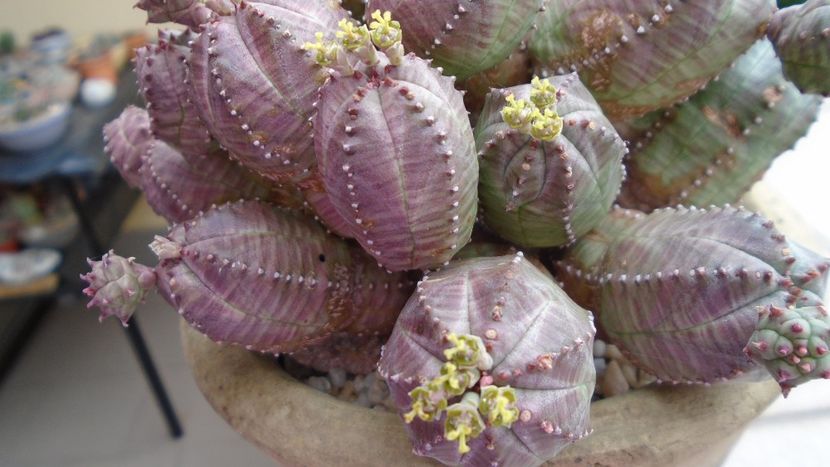 Euphorbia daisymontana (obesa x tubiglans) - Suculente 2020