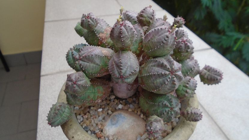 Euphorbia daisymontana (obesa x tubiglans) - Suculente 2020