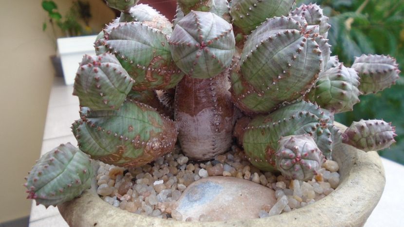Euphorbia daisymontana (obesa x tubiglans) - Suculente 2020