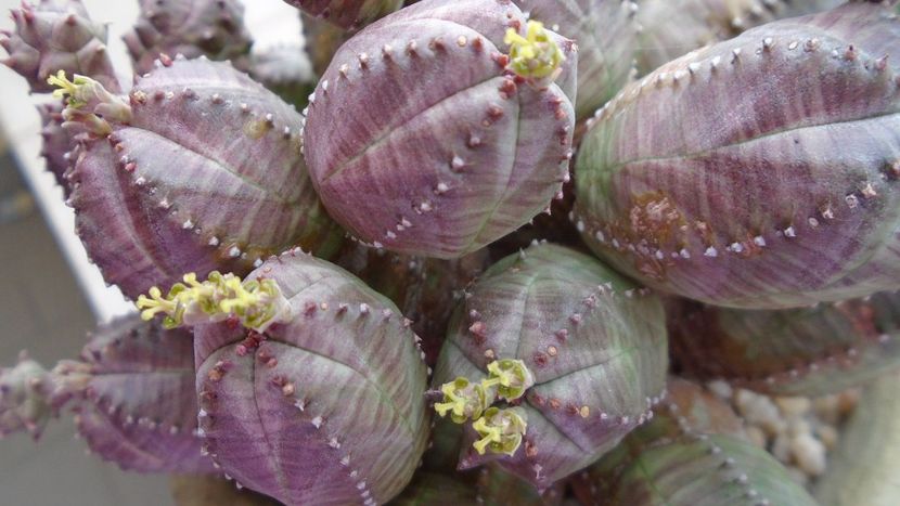 Euphorbia daisymontana (obesa x tubiglans) - Suculente 2020