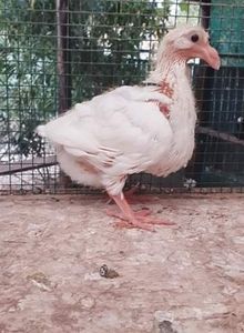 Agh - Tineret AGH 2020