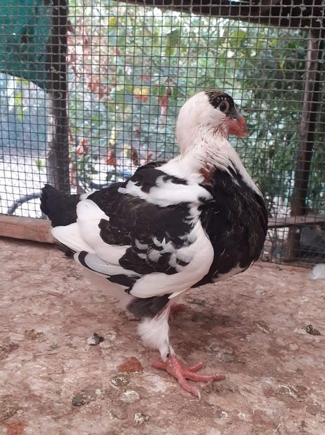 Agh - Tineret AGH 2020