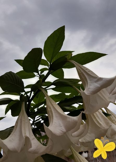  - Datura-2012-2020 Bugmanisia