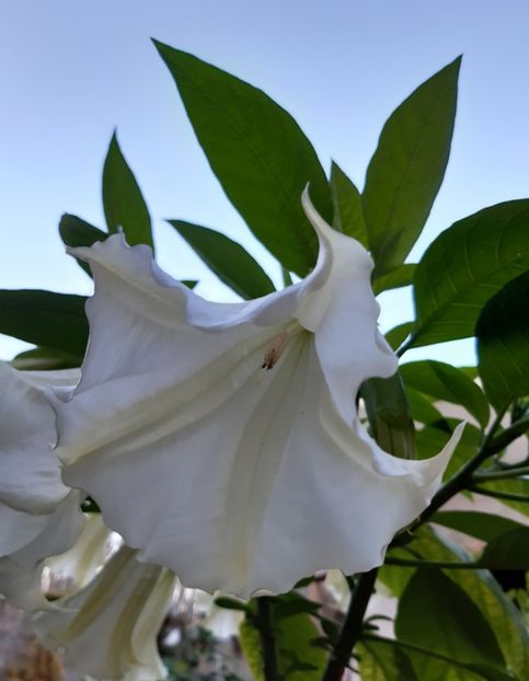  - Datura-2012-2020 Bugmanisia