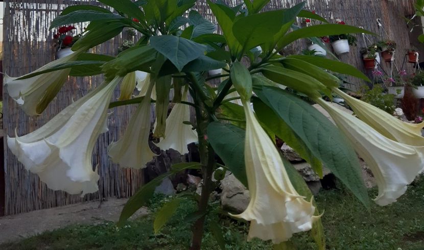  - Datura-2012-2020 Bugmanisia