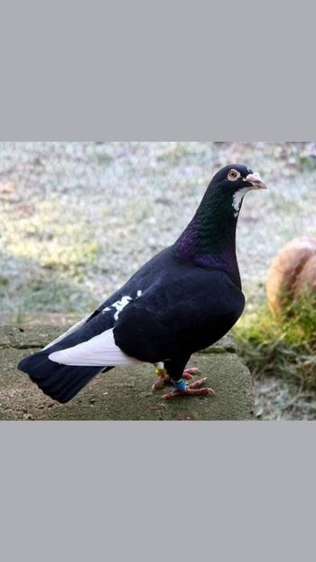  - NU AMI APARTIN 2020