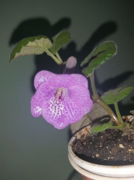 Mini sinningia MG's Purple Rain - Sinningia 2020