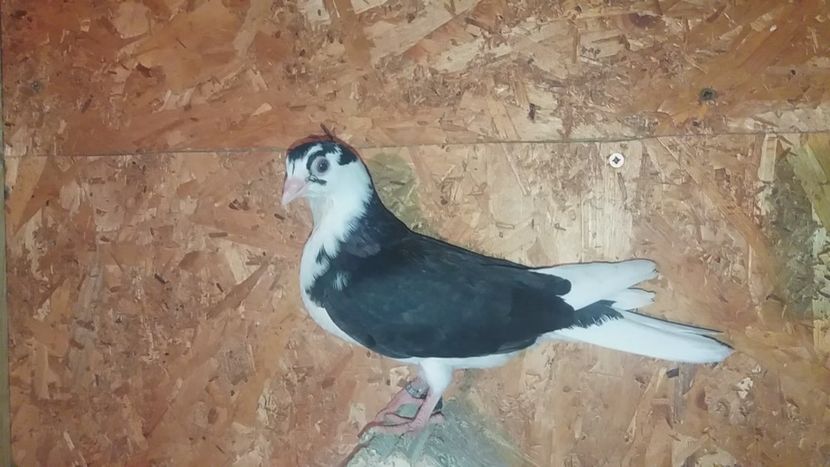 mascul  2020 - Plecați ALBUM 3