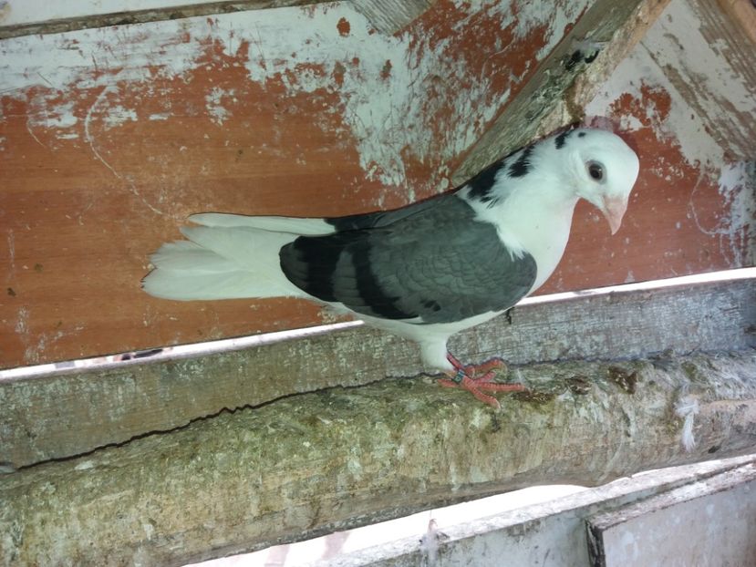 8695  femelă  2020 - Plecați ALBUM 3