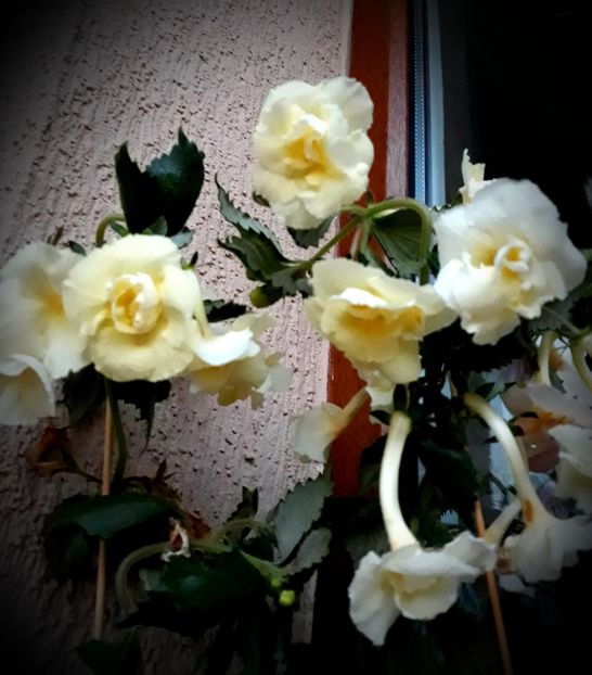  - Yellow English Rose