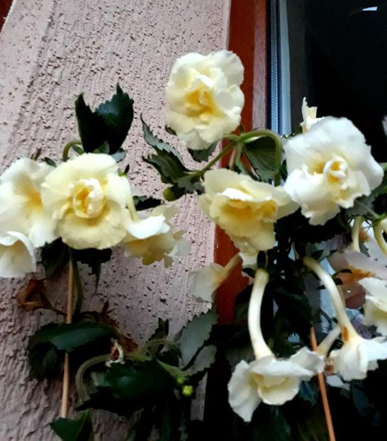  - Yellow English Rose