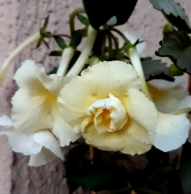  - Yellow English Rose