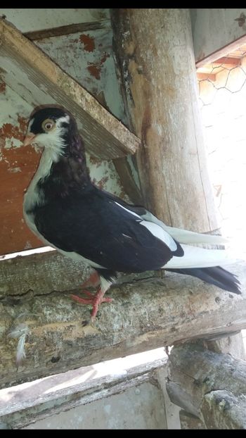 23042  femelă  2020 - Plecați ALBUM 3