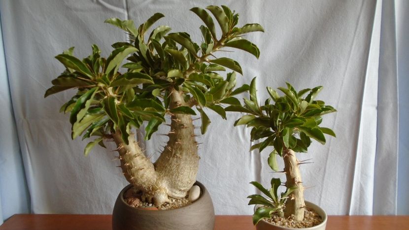 Familia Pachypodium - Caudiciforme - pachycaule si bulboase 2020