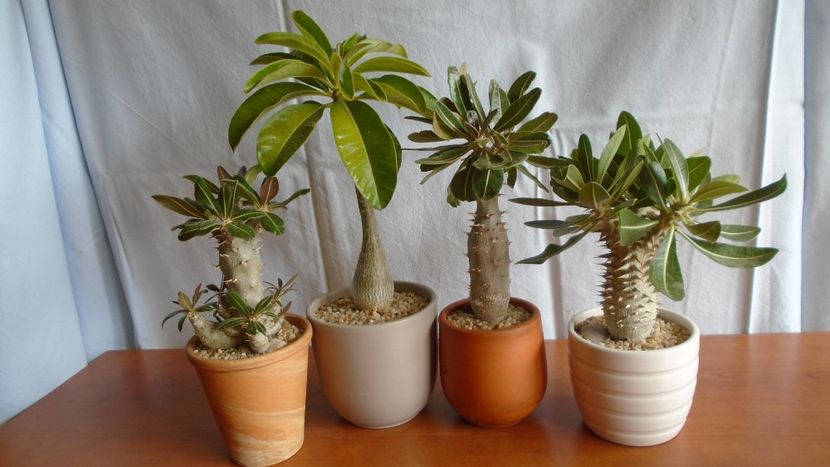Familia Pachypodium - Caudiciforme - pachycaule si bulboase 2020
