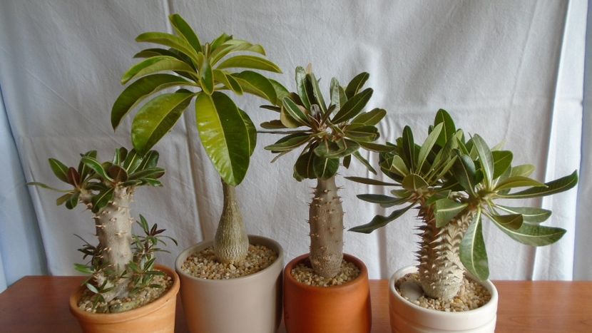 Familia Pachypodium - Caudiciforme - pachycaule si bulboase 2020
