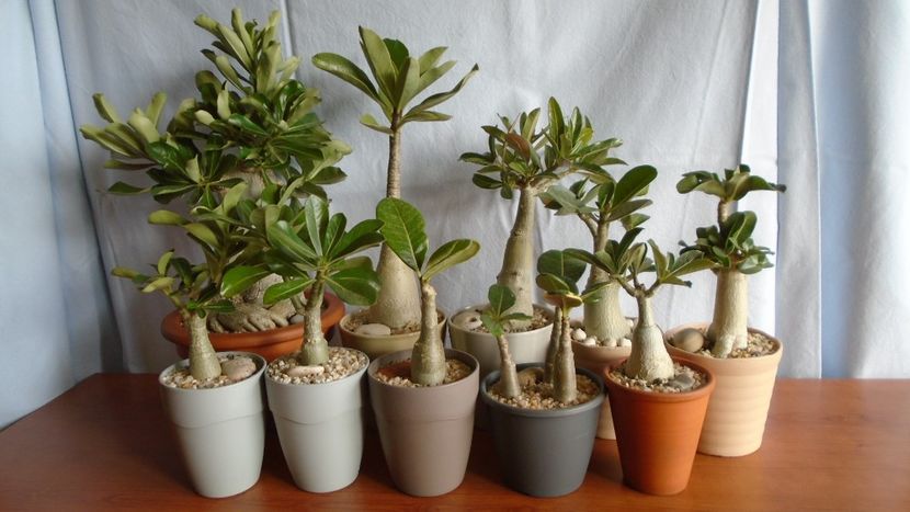 Familia Adenium - Caudiciforme - pachycaule si bulboase 2020