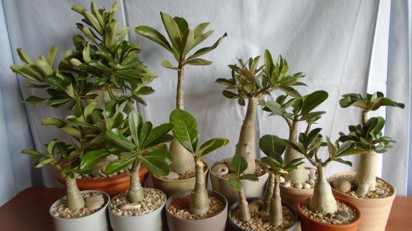 Familia Adenium - Caudiciforme - pachycaule si bulboase 2020