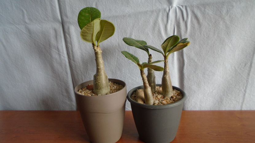 Familia Adenium - Caudiciforme - pachycaule si bulboase 2020