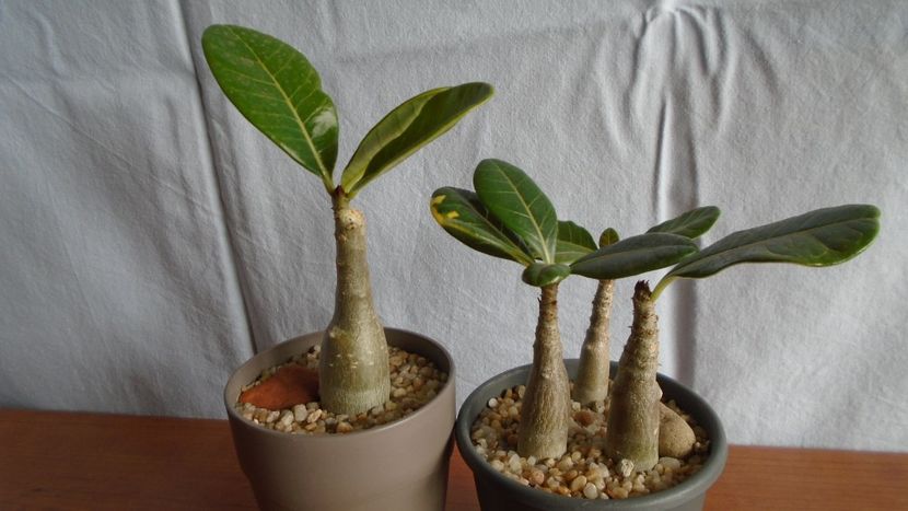 Familia Adenium - Caudiciforme - pachycaule si bulboase 2020