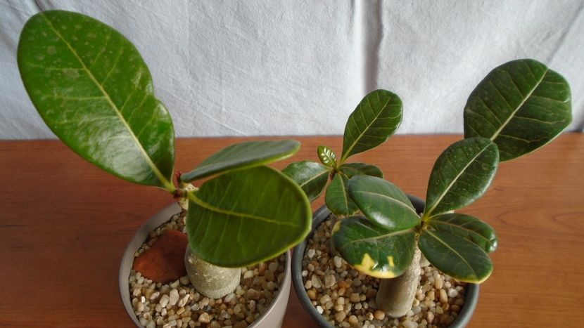 Familia Adenium - Caudiciforme - pachycaule si bulboase 2020