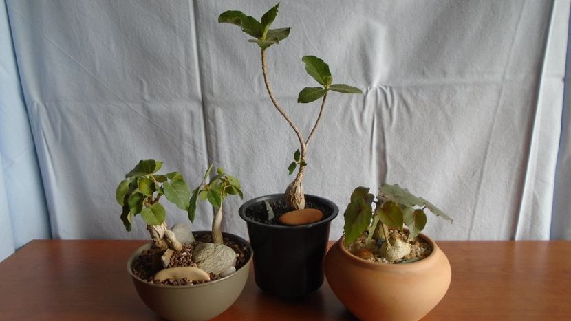 Familia Ficus - Caudiciforme - pachycaule si bulboase 2020