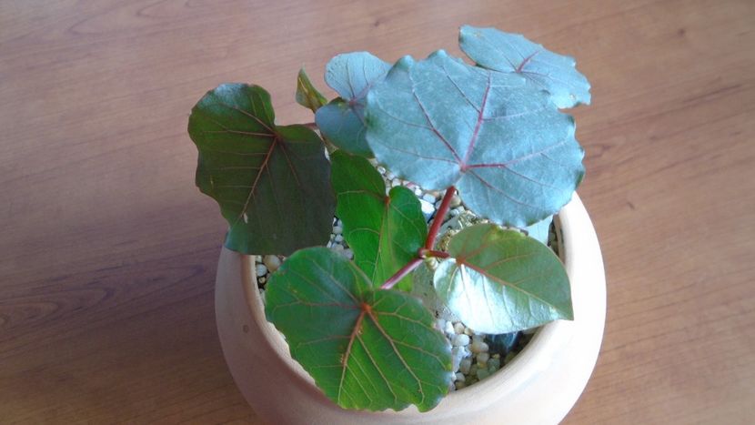 Familia Ficus - Caudiciforme - pachycaule si bulboase 2020