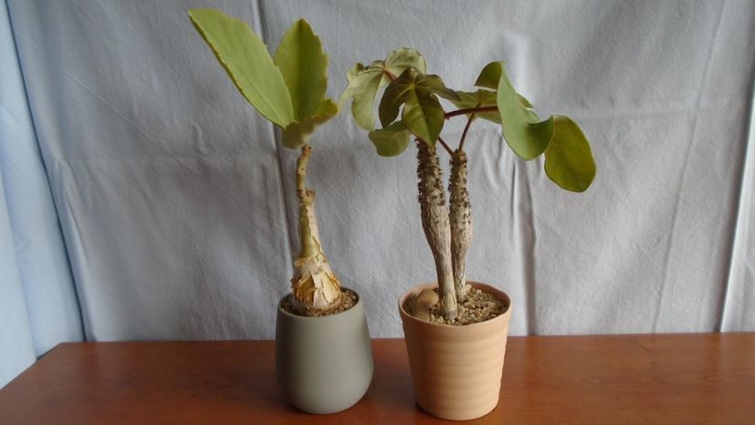 Familia plantelor caudiciforme, pachycaule si bulboase - Caudiciforme - pachycaule si bulboase 2020