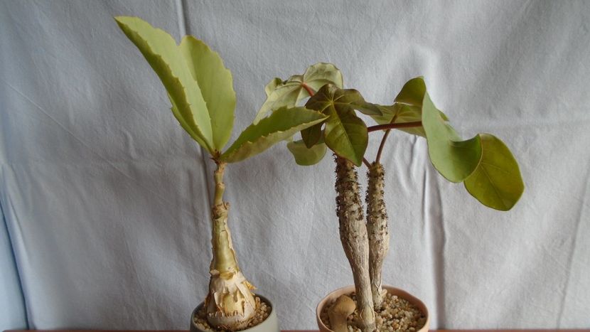Familia plantelor caudiciforme, pachycaule si bulboase - Caudiciforme - pachycaule si bulboase 2020
