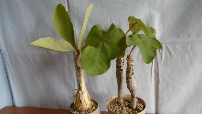 Familia plantelor caudiciforme, pachycaule si bulboase - Caudiciforme - pachycaule si bulboase 2020