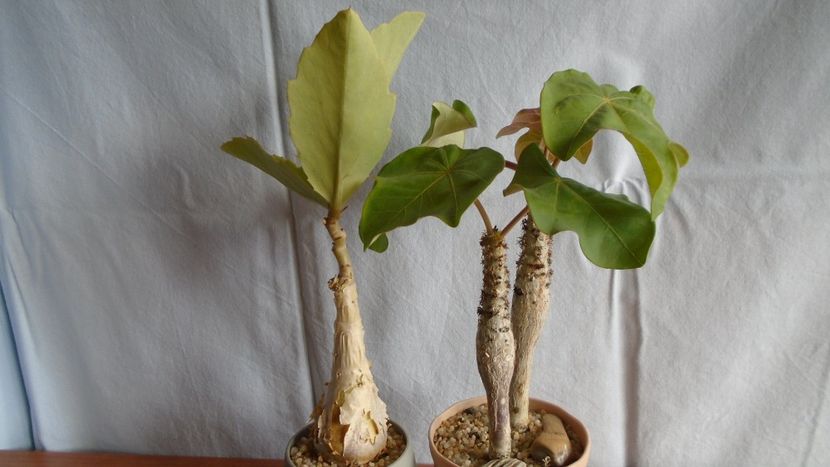 Familia plantelor caudiciforme, pachycaule si bulboase - Caudiciforme - pachycaule si bulboase 2020