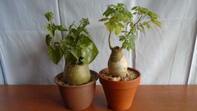 Familia plantelor caudiciforme, pachycaule si bulboase - Caudiciforme - pachycaule si bulboase 2020